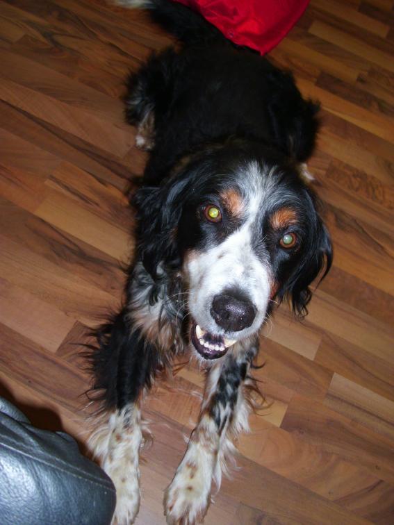 Pippo01a.JPG