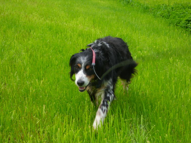 Pippo Grün 14a.JPG