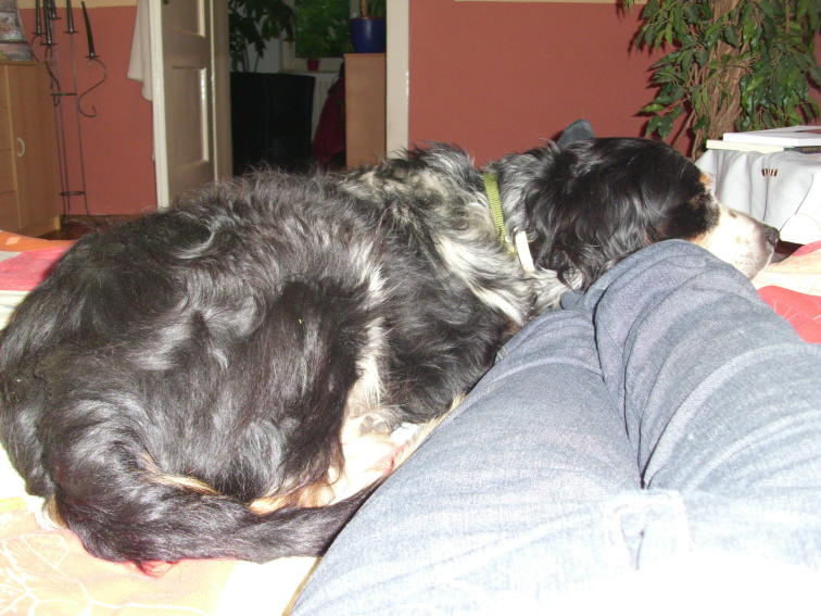 Pippo Bett 3a.JPG